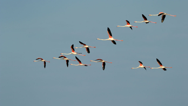 Illustration for article titled 9 Flamingo Pictures I Got For My Wife But Then I Remembered She Likes Peacocks, Not Flamingos